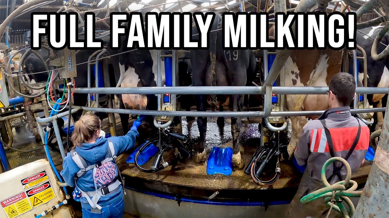 The Day Before The Cows Went OUT!