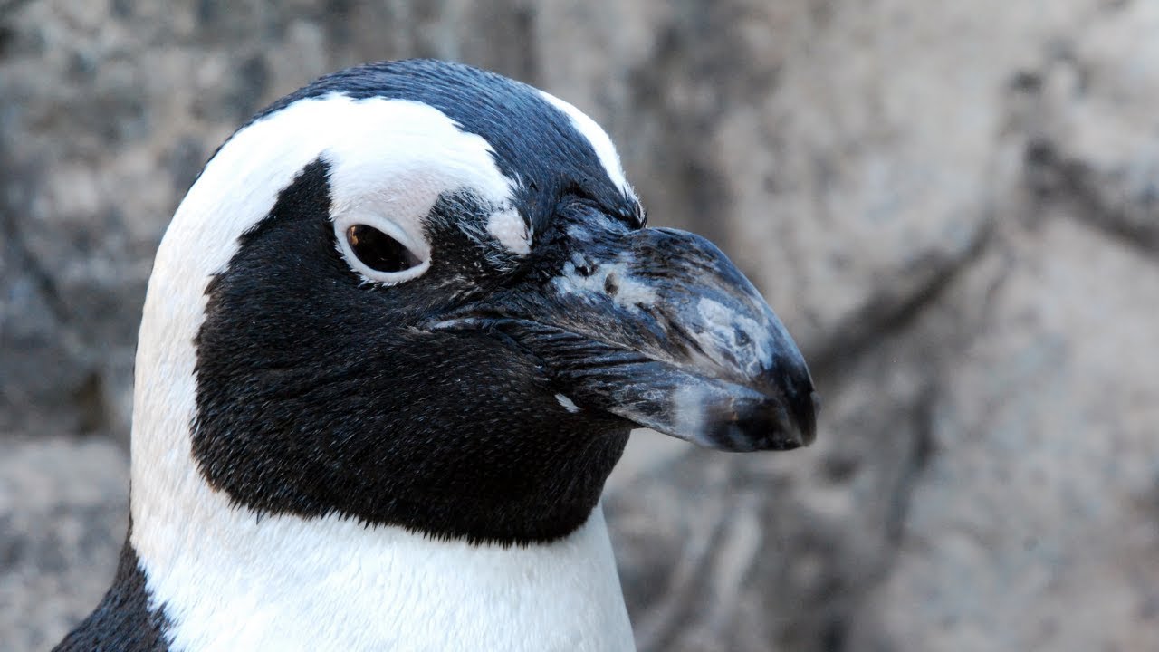 Five Facts About African Penguins You May Not Know!
