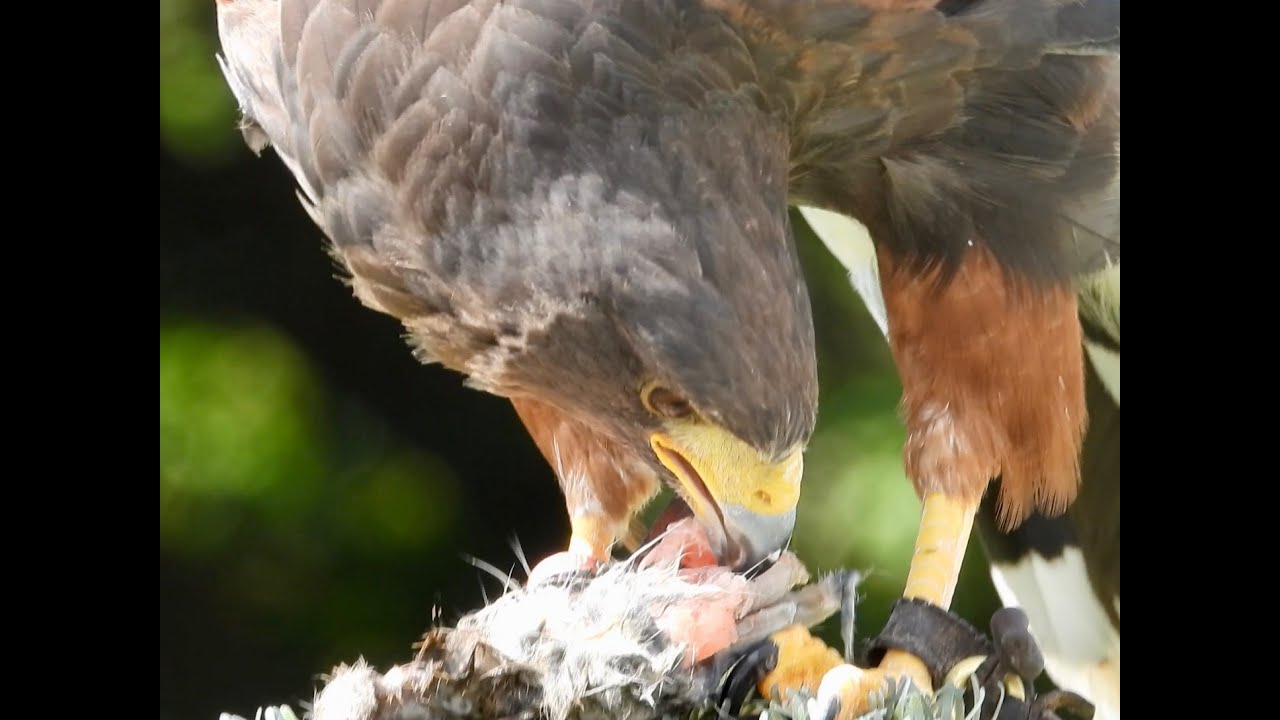 HARRIS HAWK WOODY LOOKING GOOD DURING HIS MOULT