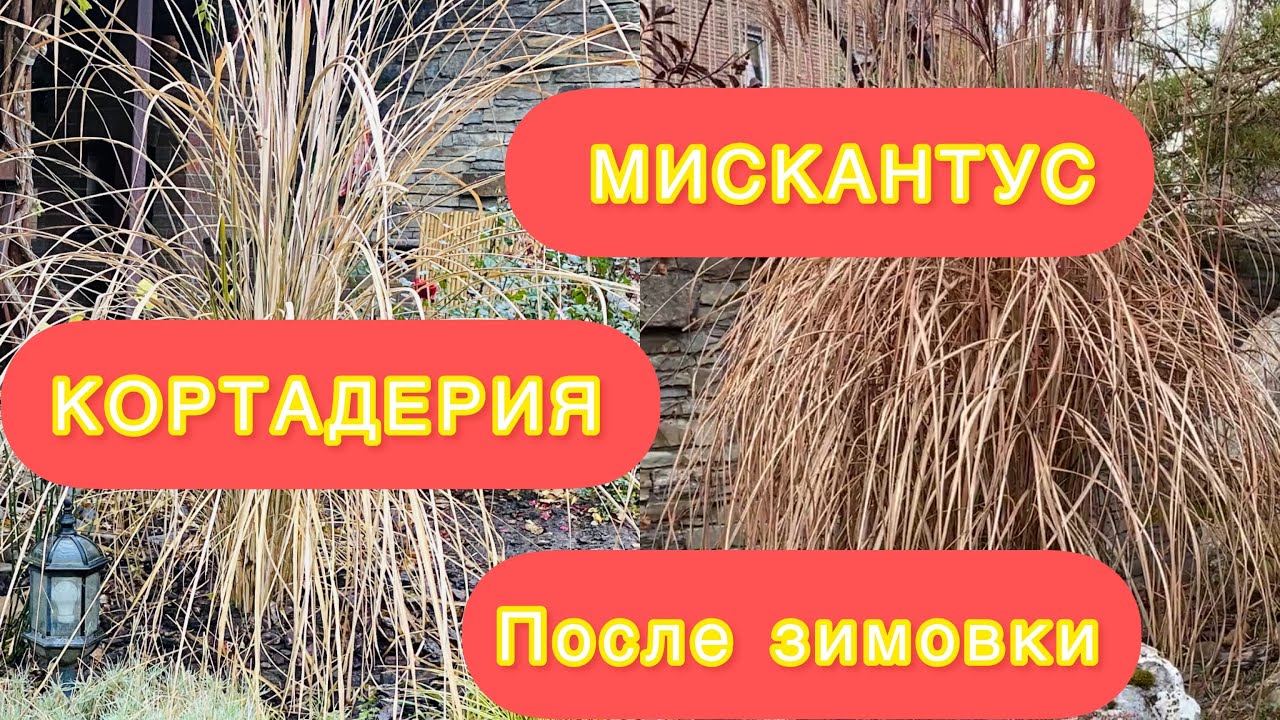 Весенняя обрезка :пампасная трава и мискантус,а так же кое что из моего сада