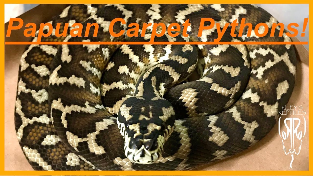 Nearly Every Papuan Carpet Python I Have! Vlog #13