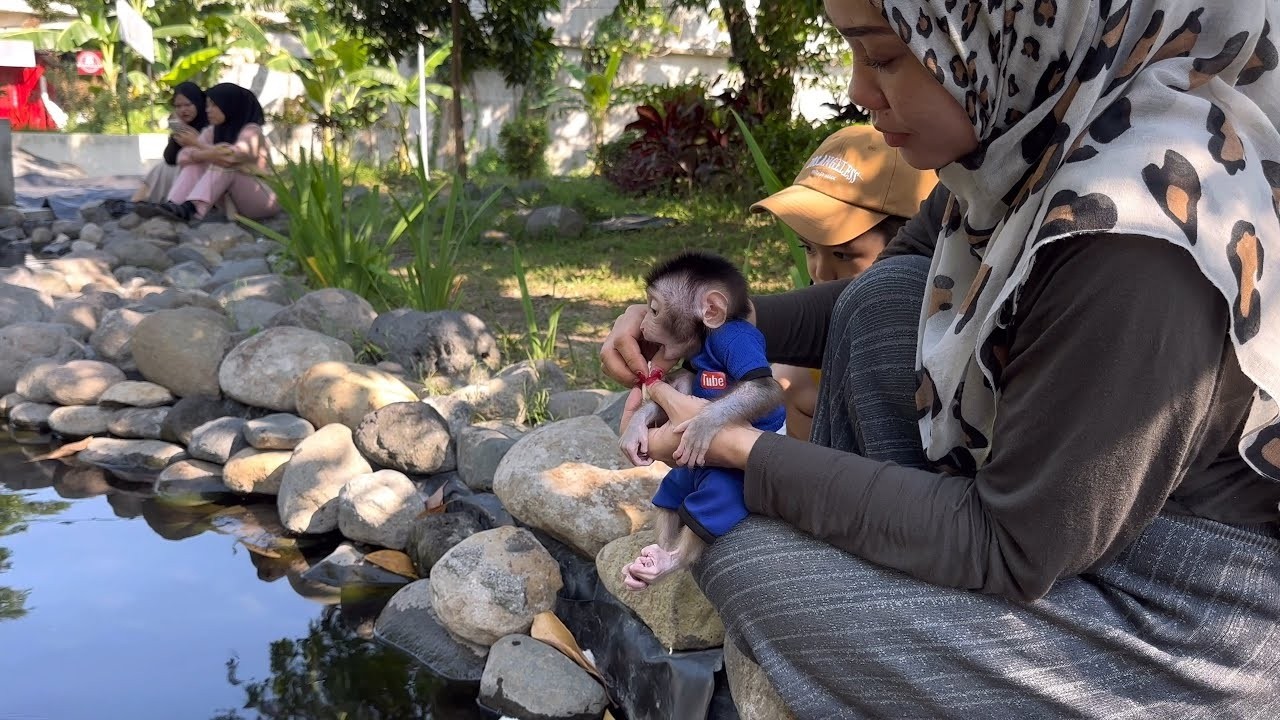 Mom takes Baby Monkey Dino on vacation to the fish pond with isa