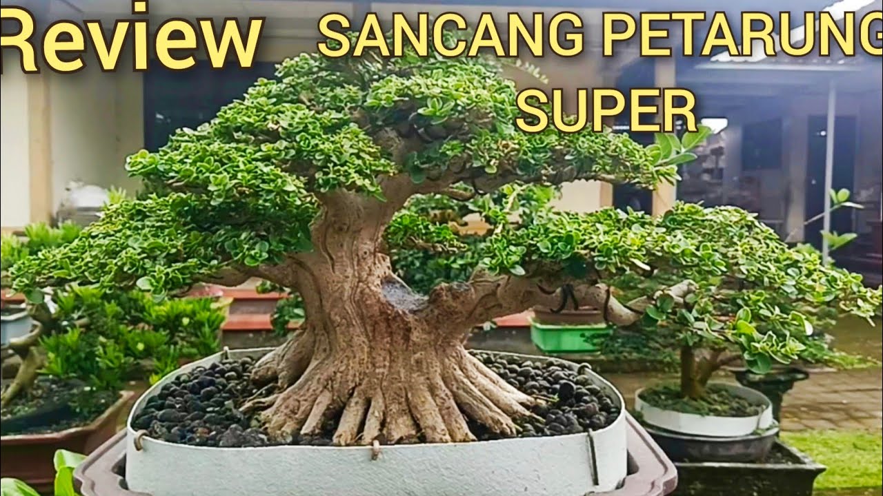 @mahkotabonsai, REVIEW SPESIAL 5 BONSAI SANCANG PETARUNG#belajarbonsai#sancangviral#bonsaitree#bons