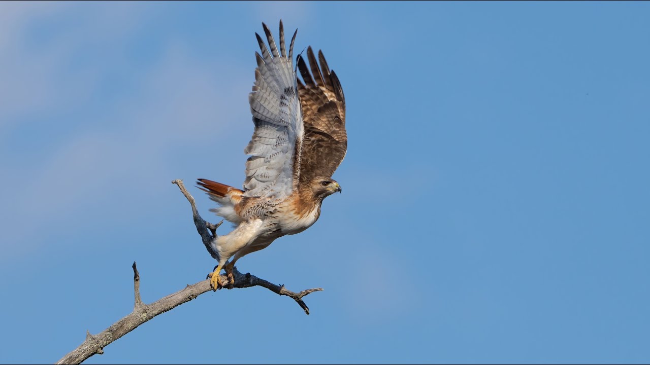 Red-tailed Hawk Flight