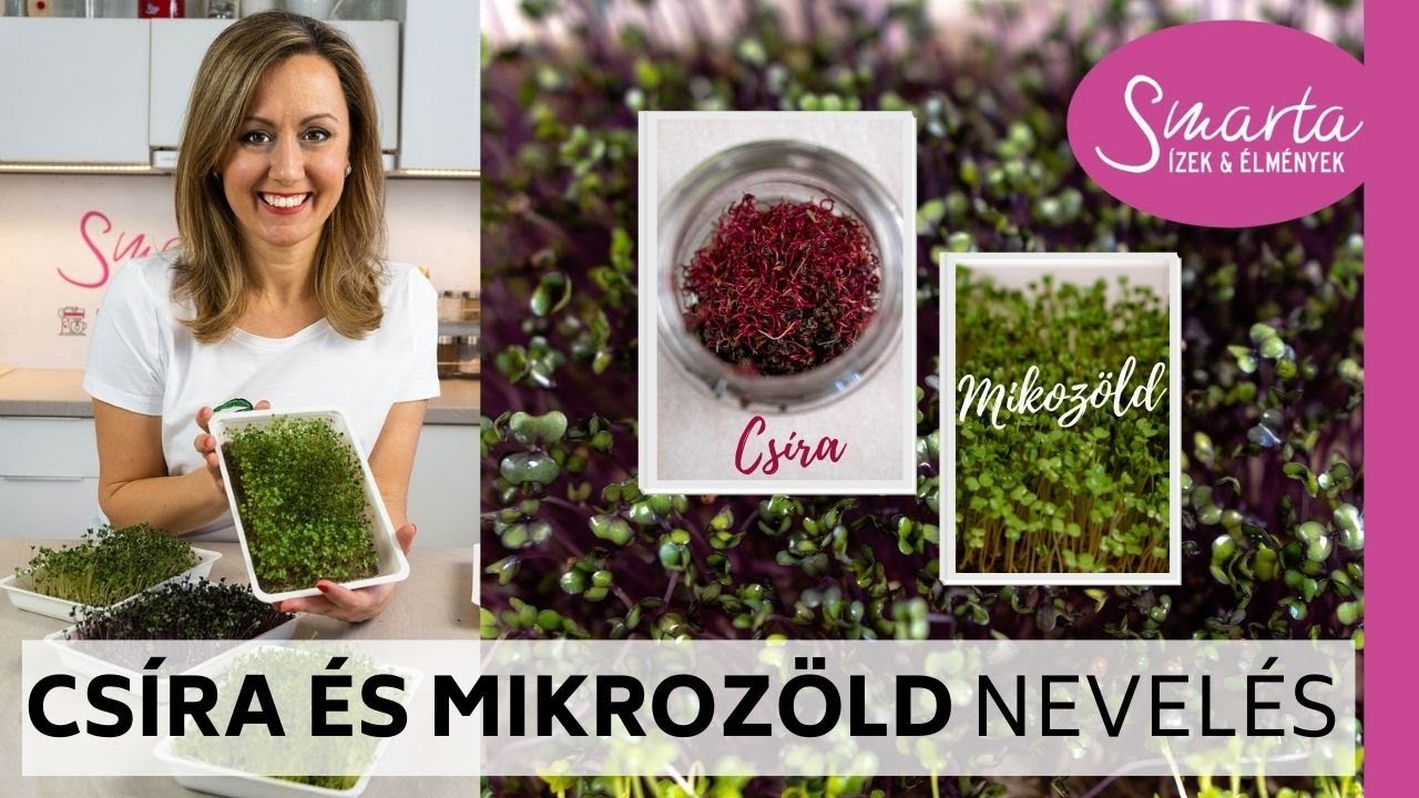 Csíráztatás és mikrozöld termesztés lépésről lépésre
