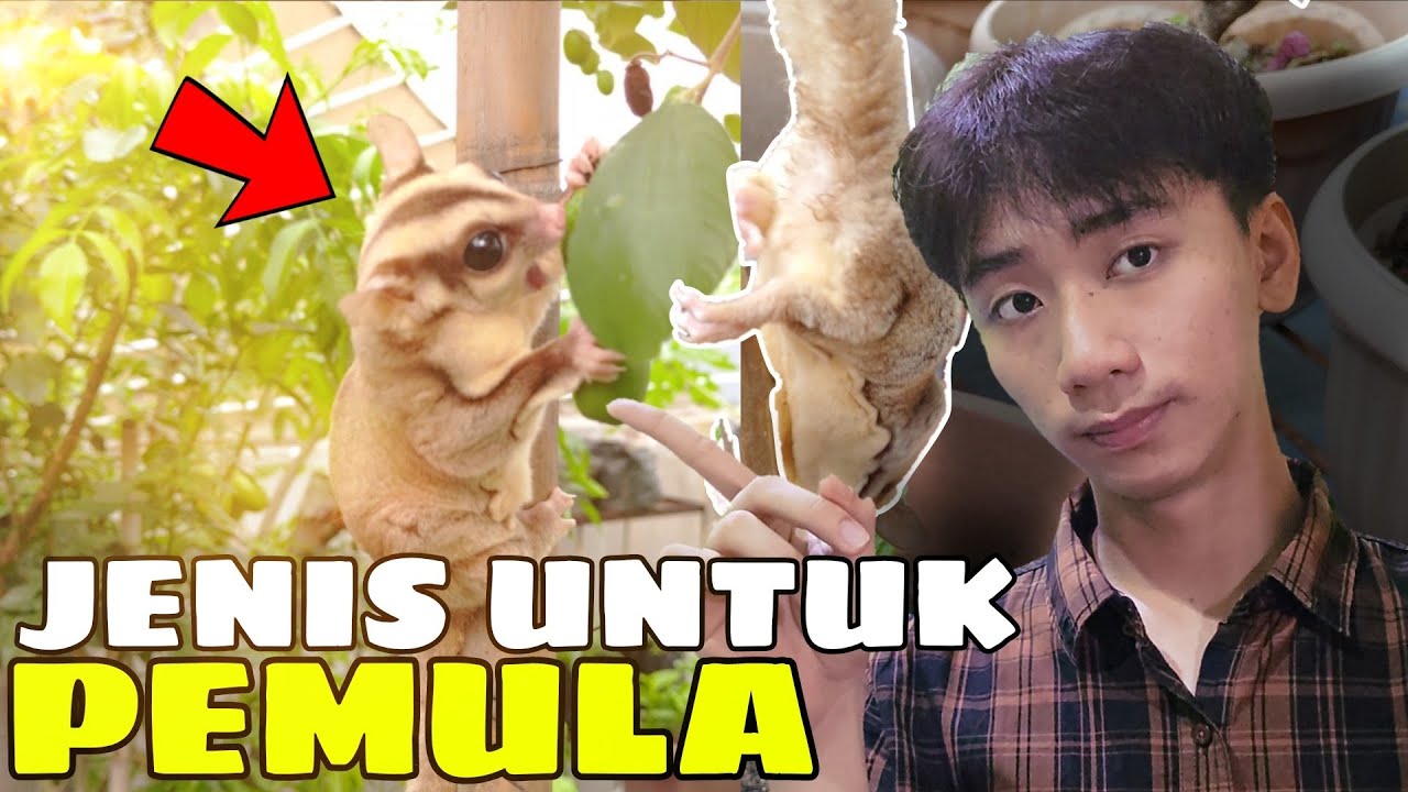 Jenis Sugar Glider Terbaik untuk Pemula di 2025 😱🐾🔥 Murah tapi Nggak Murahan?!