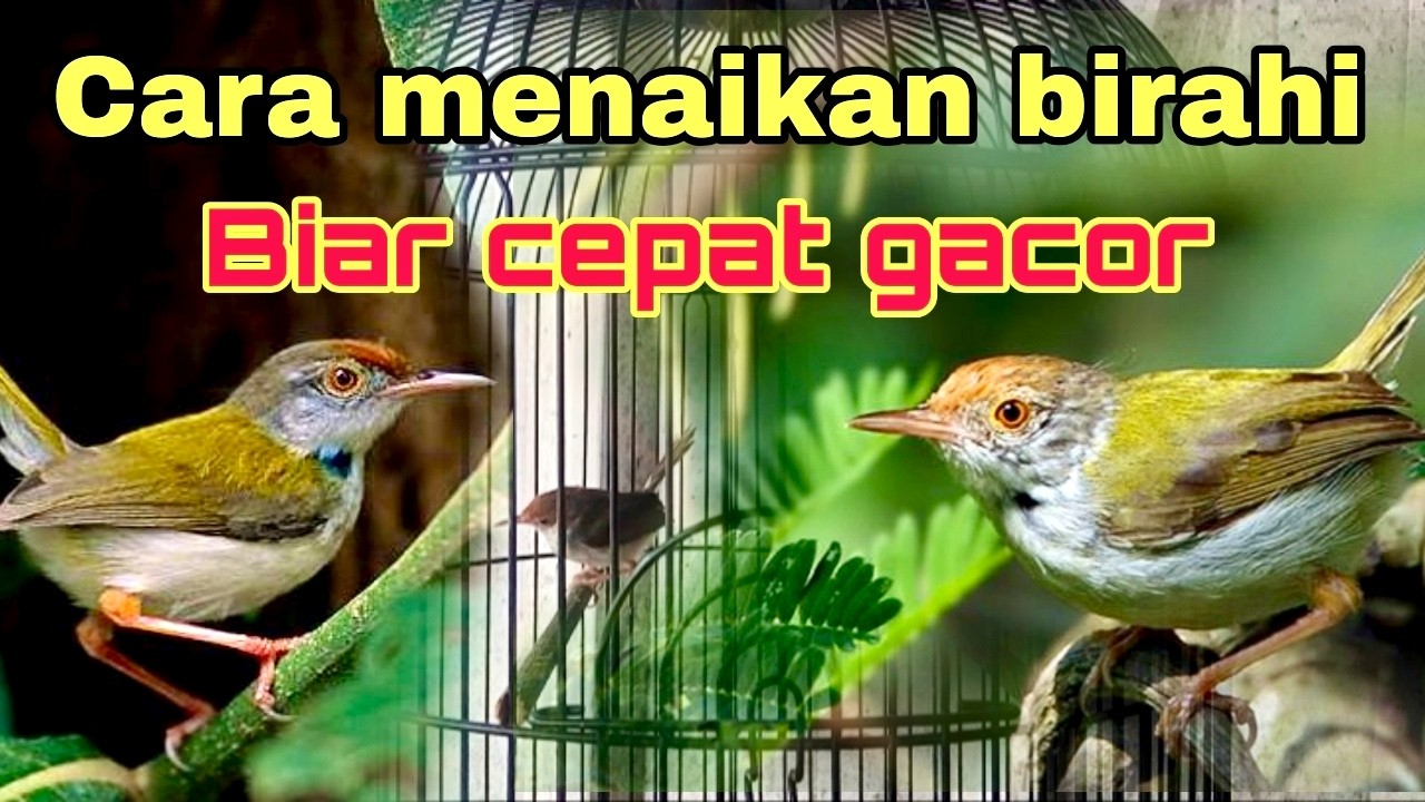 Cara menaikan birahi prenjak lumut agar cepat gacor