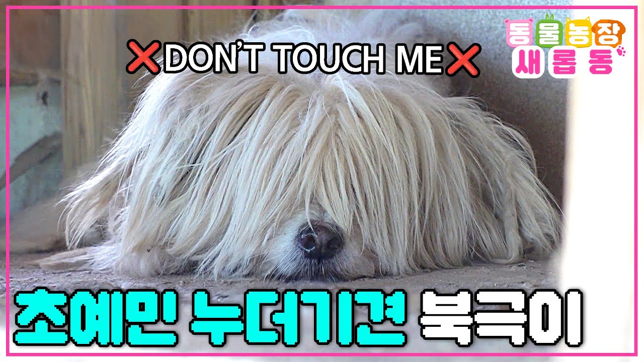 [#새롭동물농장] 북극곰 아니고 누더기견입니다😅 좋아하는 할머니와 10년간 밀당하는 중인 초예민견 북극이😤 / EP.1198 #TV동물농장 #AnimalFarm #SBSstory