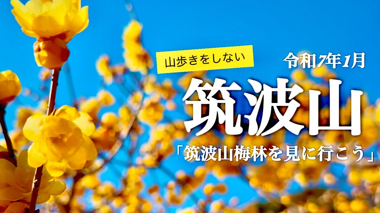 【筑波山/茨城県】1月 筑波山梅林に咲くロウバイ　山頂も紹介しています