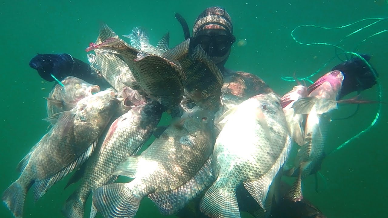 WOW!!! PANEN IKAN NILA SUPER BABON || SPEARFISHING
