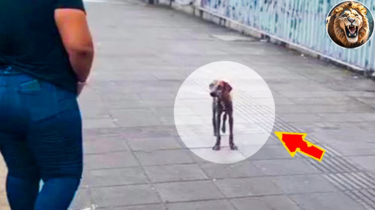 Животные воссоединились со своими хозяевами спустя годы! #10 | D-Animals Grow Up