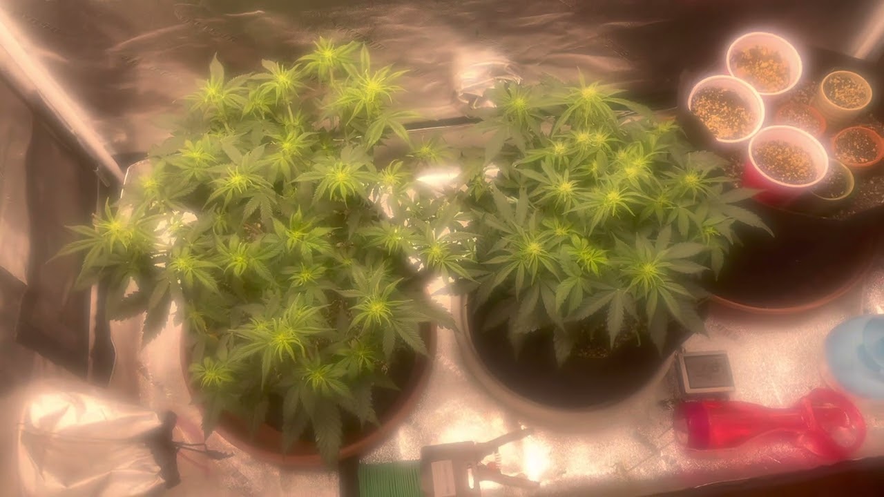 Week 3-4 of Flower  ILGM Autoflower Grow Gorilla Glue & Girl Scout Cookies E2 S3