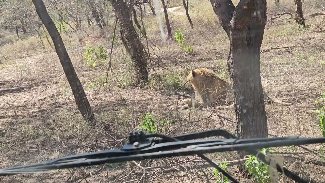 Welcome to the nagarh biological park ✨️ Tiger 🐅 safari Travel and lion 🦁 reaction and public video 