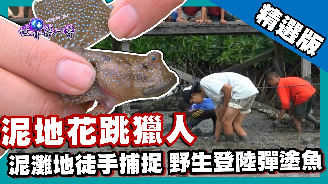 【印尼】F5花跳獵人身輕如燕 泥灘地徒手抓野生彈塗魚｜《世界第一等》839集精華版