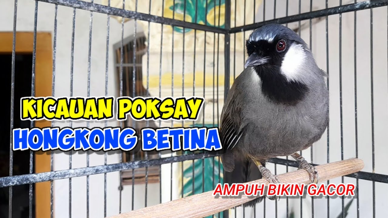 Poksay Hongkong Betina Berkicau Memanggil Jantan #poksayhongkong #poksayhongkongbetina