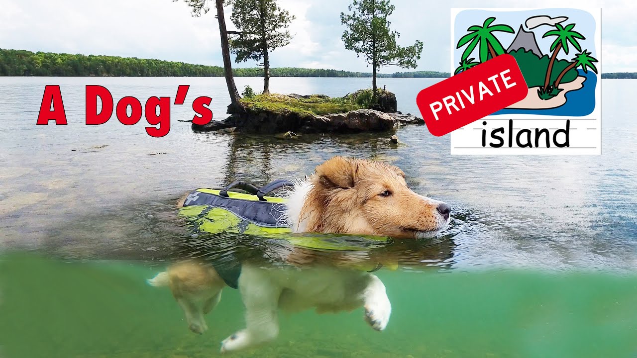 A Dog's Private Island! 🏝Camping with a Puppy Day 2! 🐶Cricket Chronicles e027