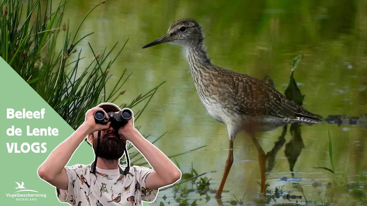 Beleef de Lente Vlogs (7): Boerenlandvogels