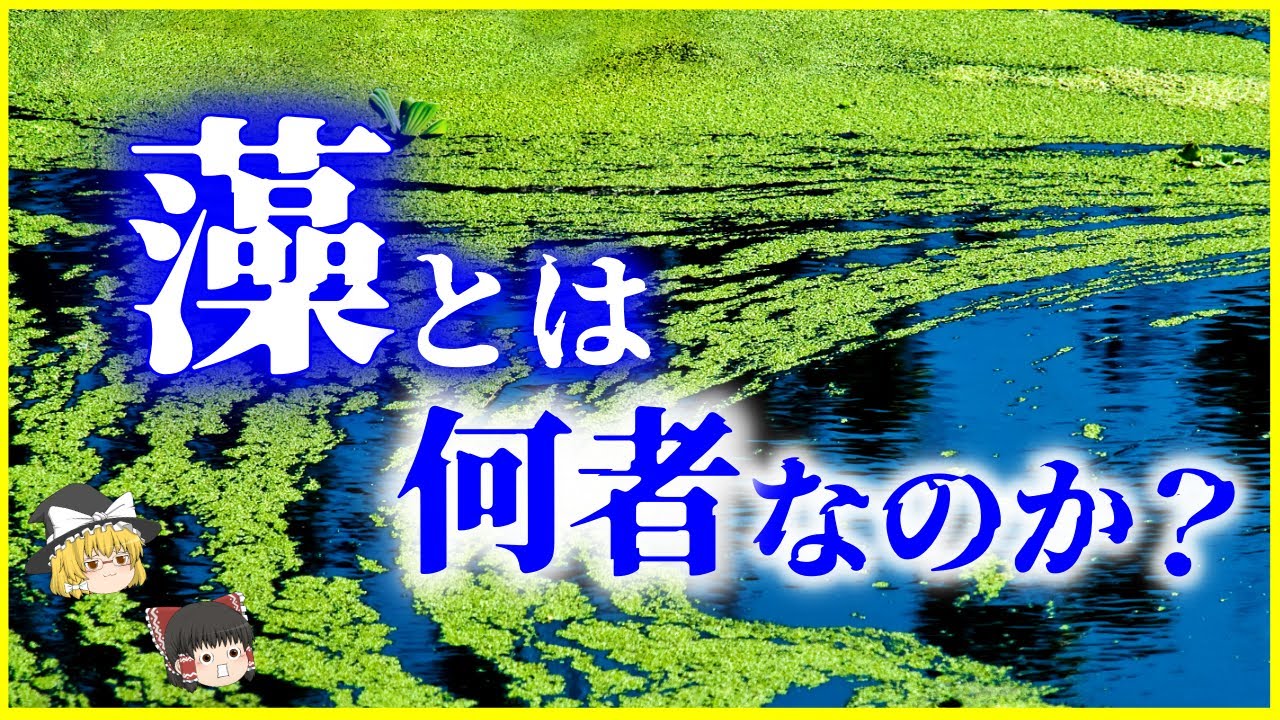 【ゆっくり解説】植物ではない⁉藻とは何なのか…不思議な生態と謎を解説/海藻と海草、藻と藻類の違いとは？