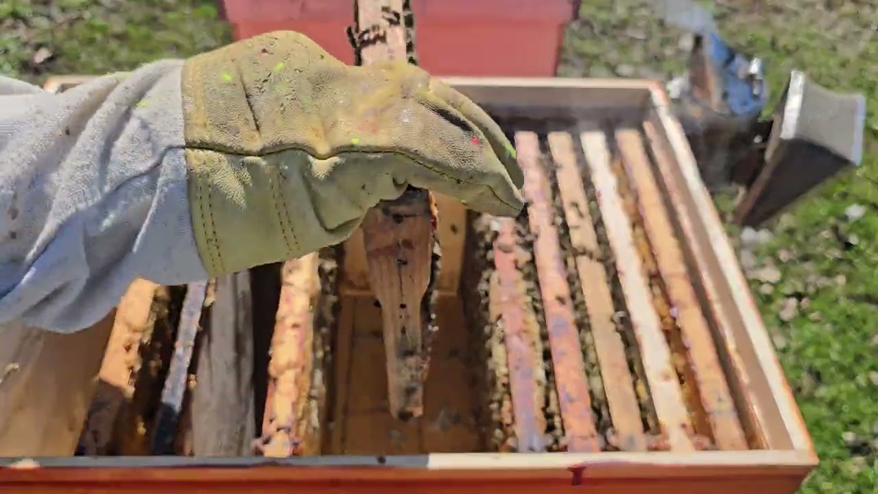 Cum se prezintă un roi de anul trecut!