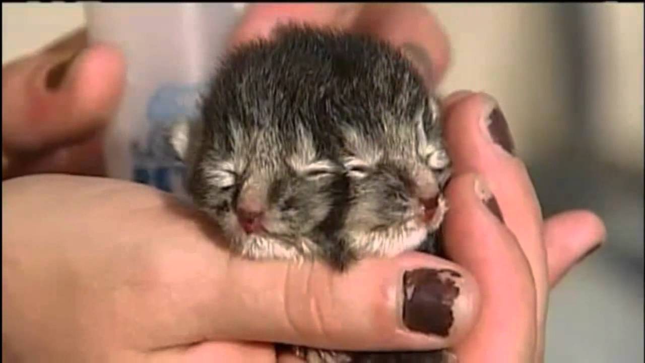 Gemini: The Kitten Born With Two Faces