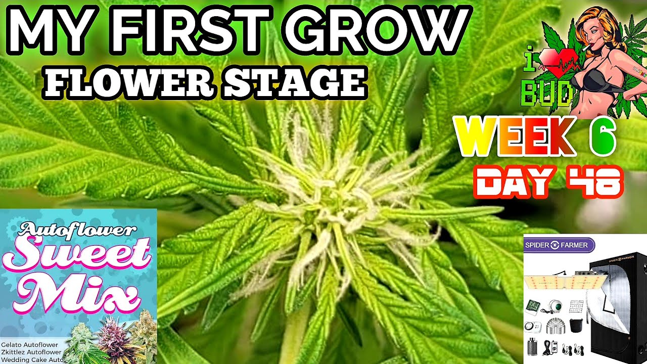 Week 6 ILGM Sweet Mix Auto Update ( Gelato - Zkittle'z - Wedding Cake ) Autoflowers