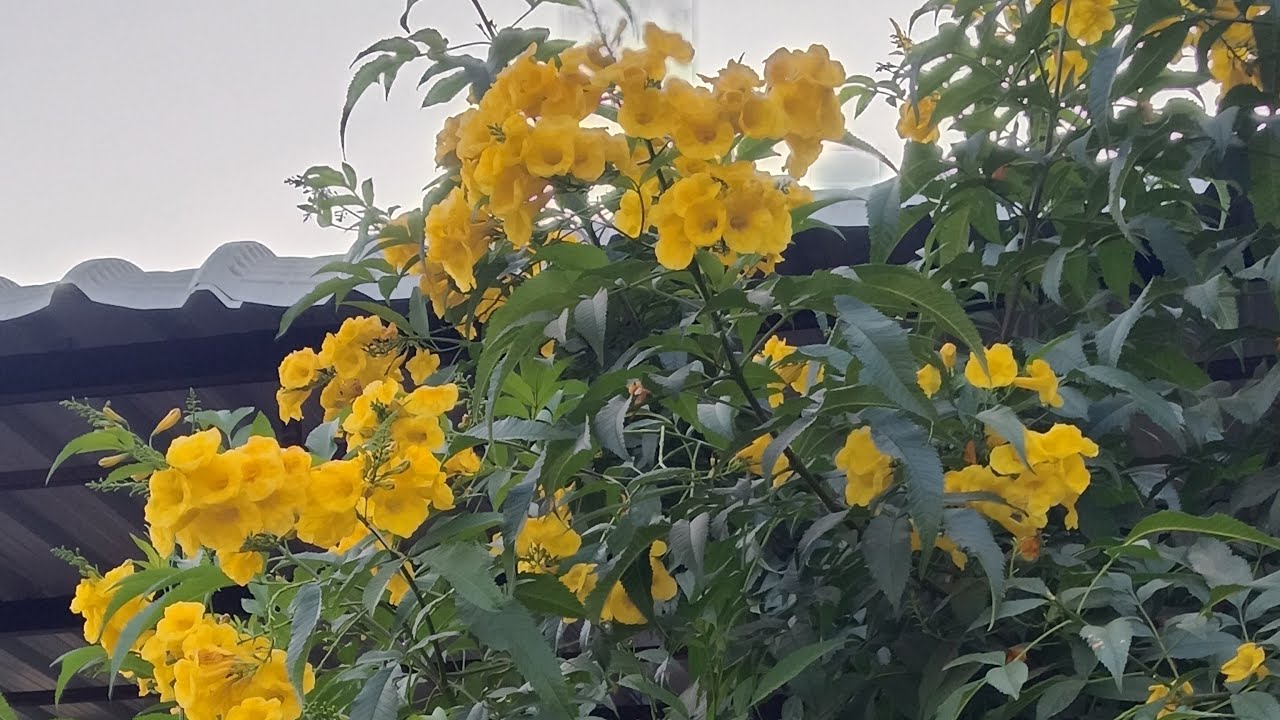 🌺🌺🌺🌺अस्सलाम वालेकुम😊