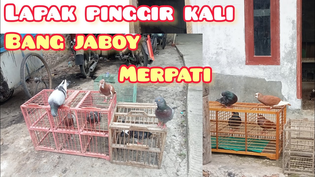 Main burung merpati kolongan