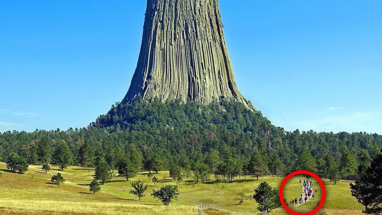 Oto Największe Drzewo Na Świecie, które Szokuje Wszystkich!