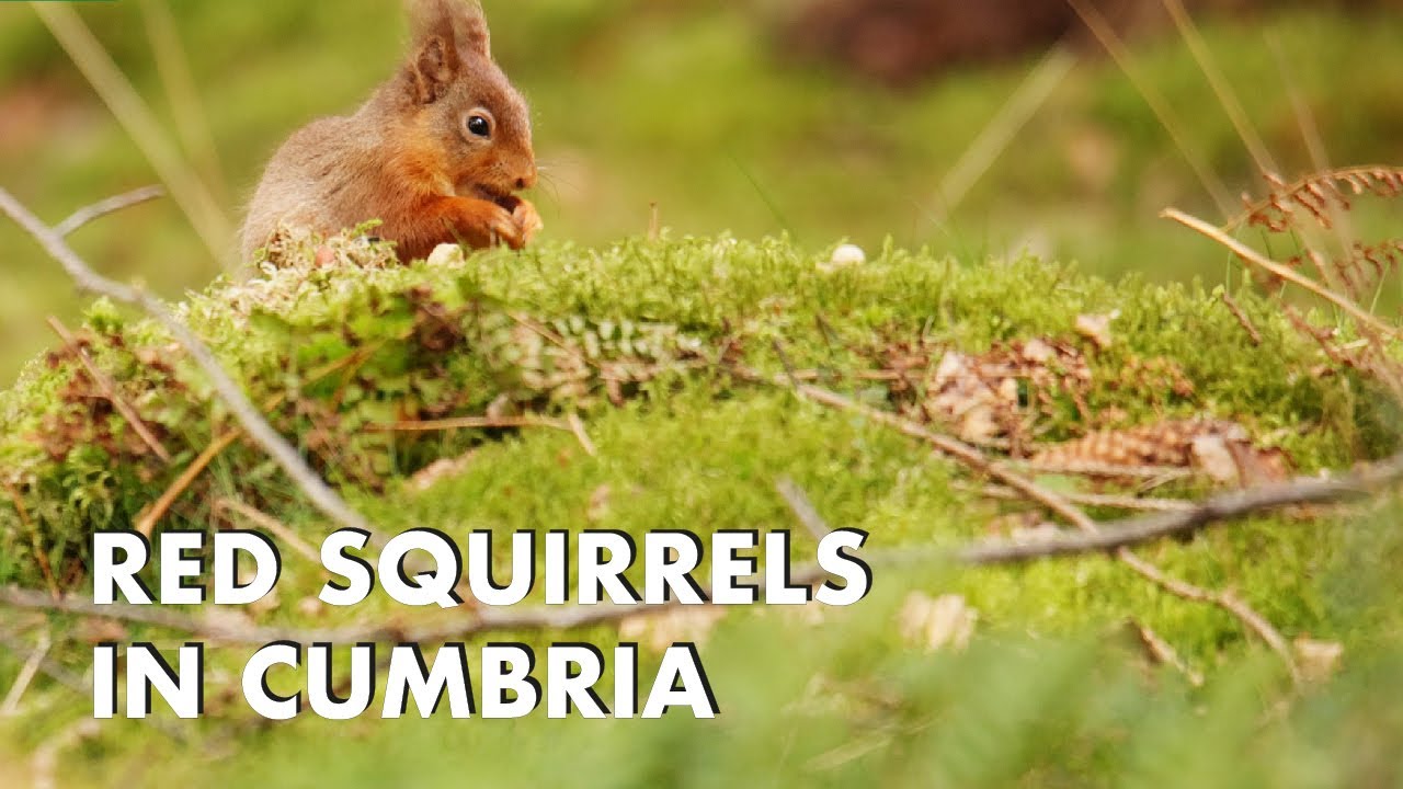 Red Squirrels in Cumbria