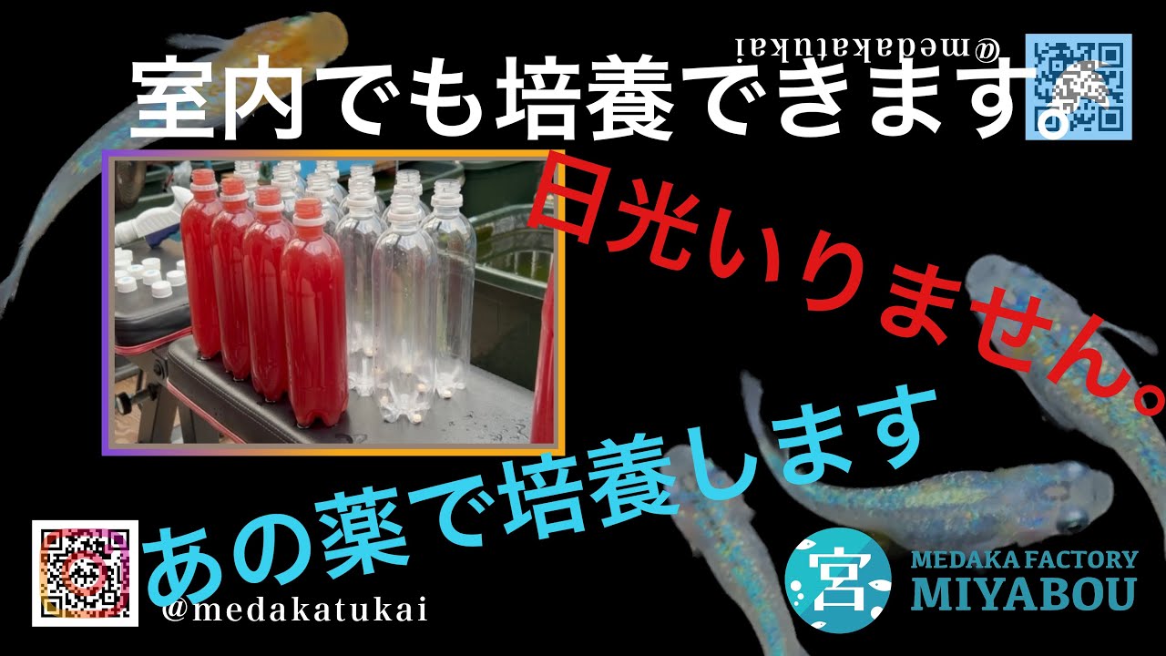 【前編】PSB完全室内培養！！日光で培養するより失敗しない！？