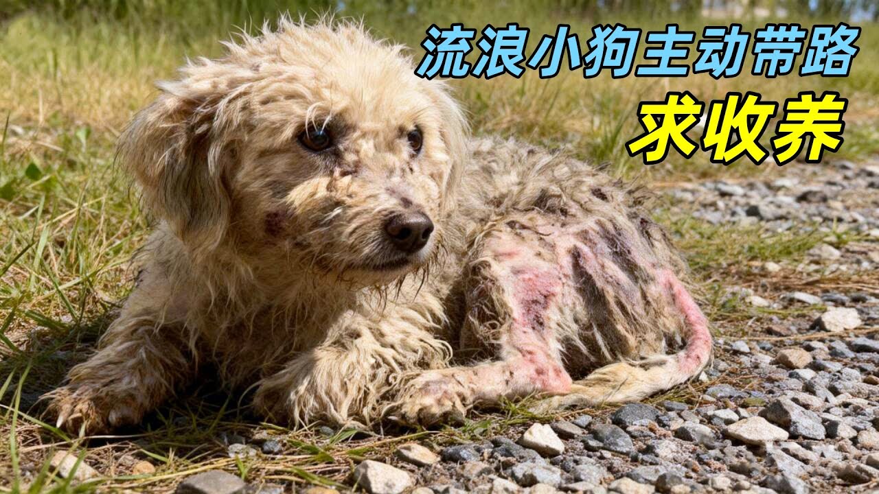 流浪小狗主动带路，求小姐姐收养，最终赢来幸福的狗生