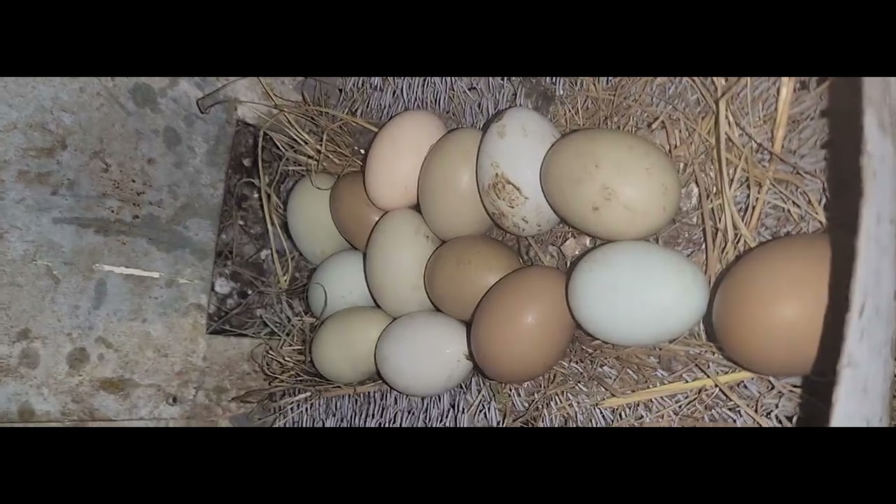 Eggs Don't Glow on Trees #love #chicken #wildlife #shorts 