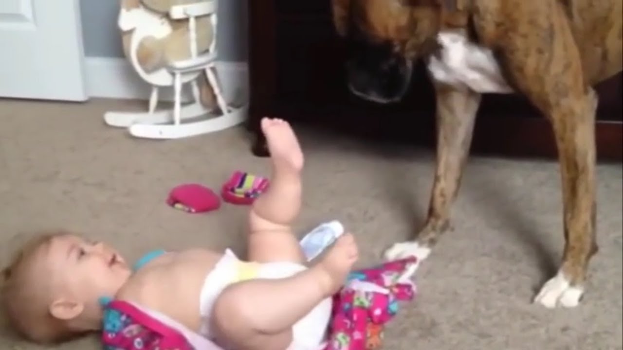 Dogs Meeting Babies for the FIRST Time [NEW] Compilation