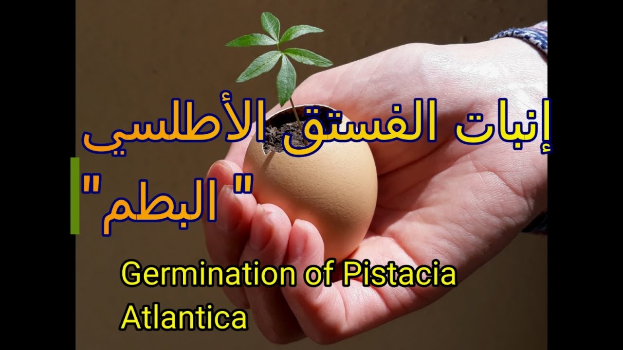 إنبات الفستق الأطلسي (البطم) في 10 أيام  | Germinate Pistacia Atlantica in 10 days
