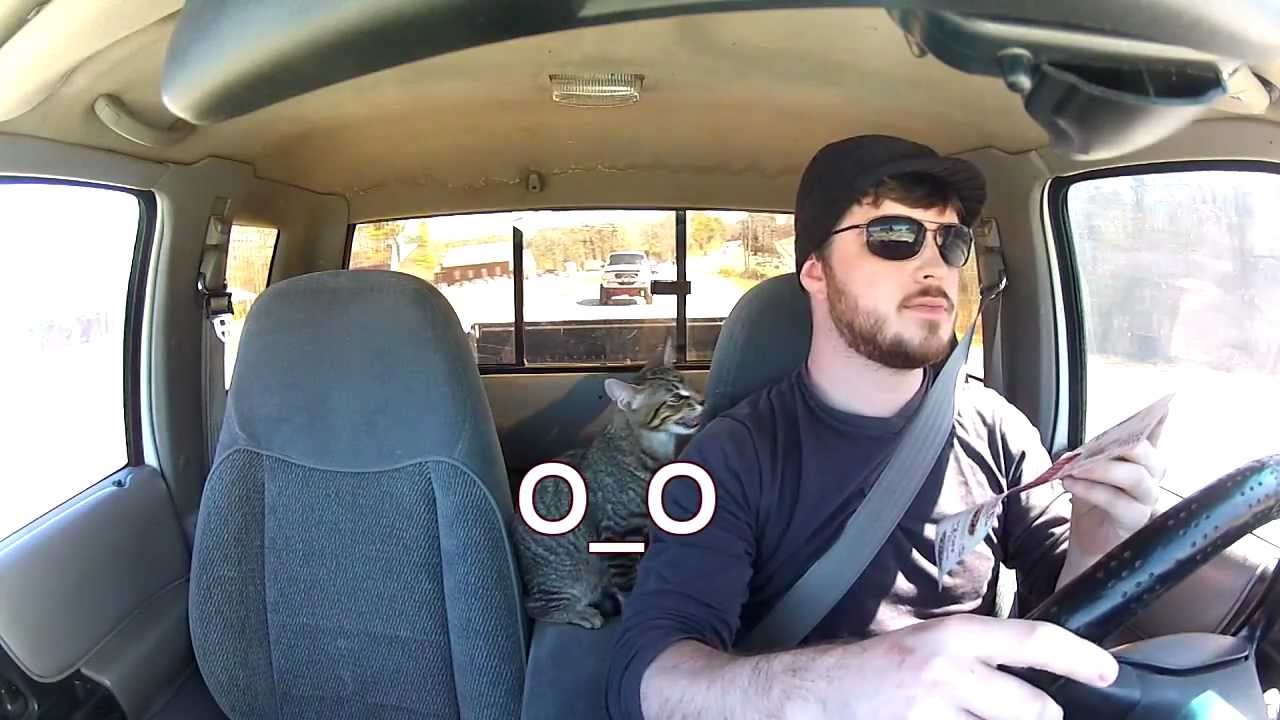 A Cat in a Burger Drive-Through
