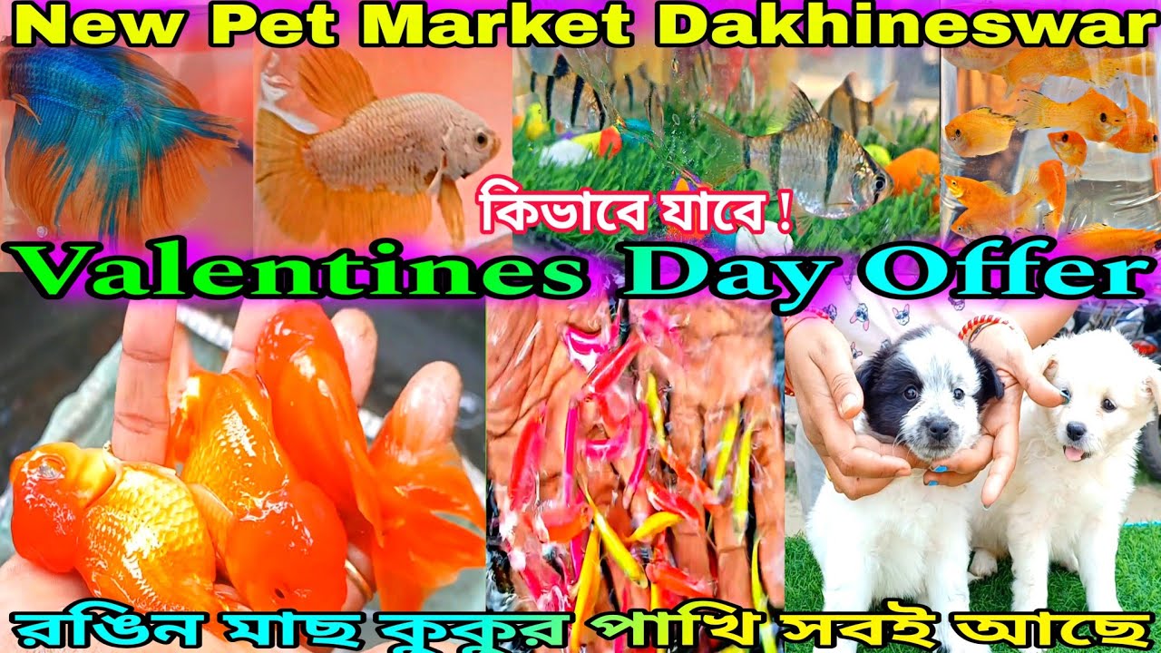 Dakhineswar Hat | দক্ষিণেশ্বর পশুপাখির হাট | Dakhanswar Pet Market | Aquarium Fish Dogs Birds Price