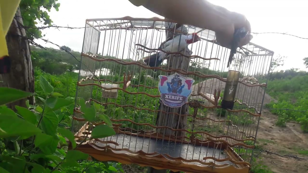 Xerife na pegada livre 