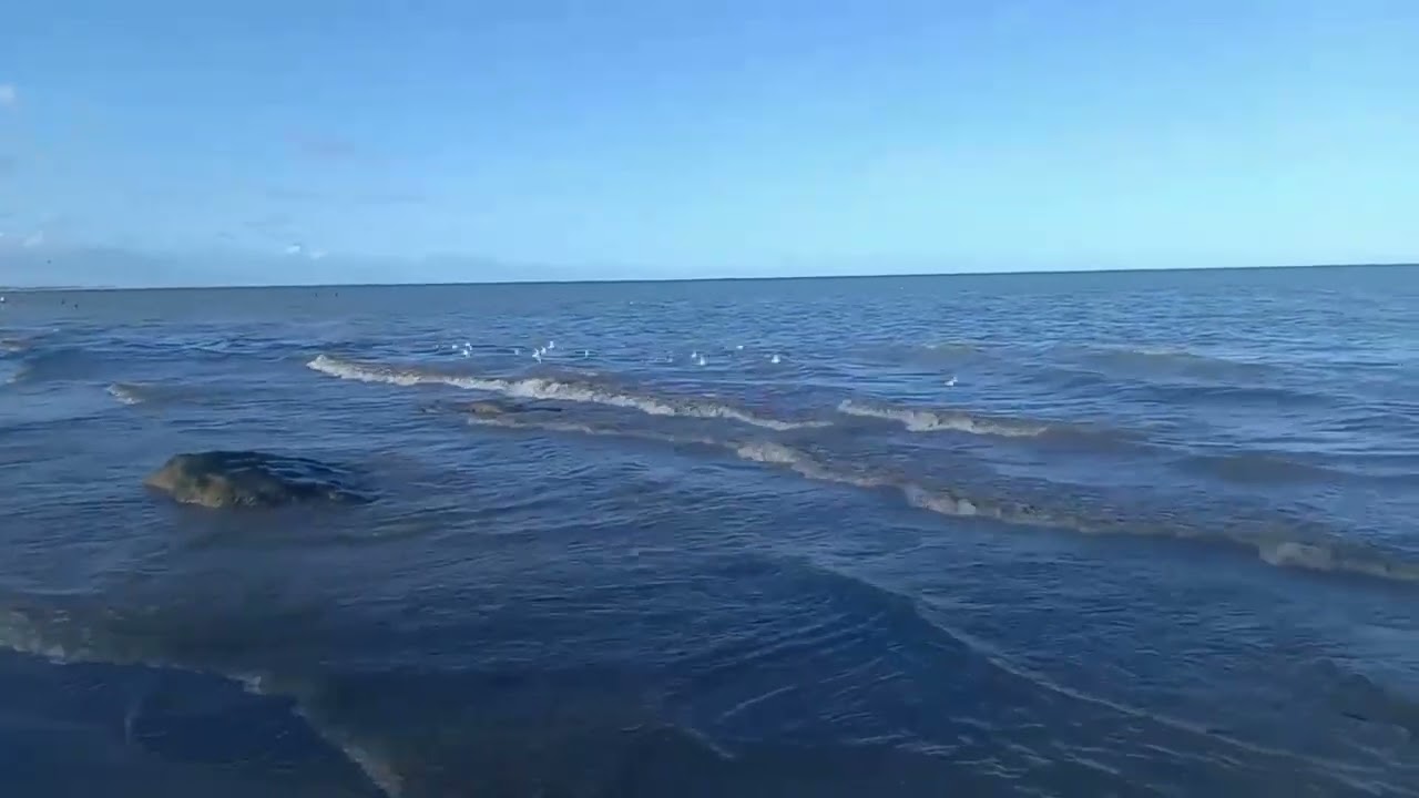 PASSARINHOS NA PRAIA DE MARIA FARINHA. PAULISTA/PE.