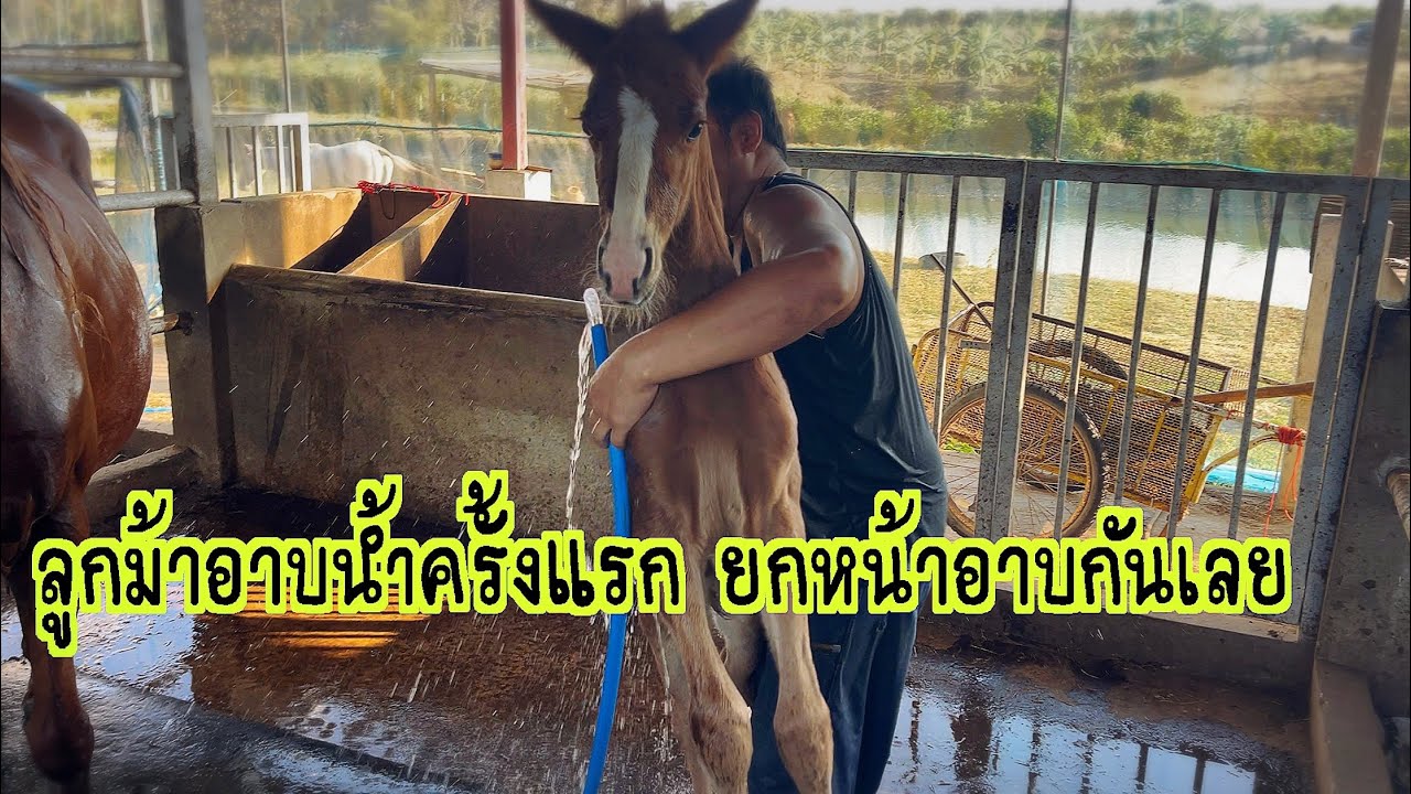 ลูกม้าอาบน้ำครั้งแรก คึกคักมาก ยกหน้าอาบน้ำ มัจฉาจอมป่วน Maesot  Ep.235