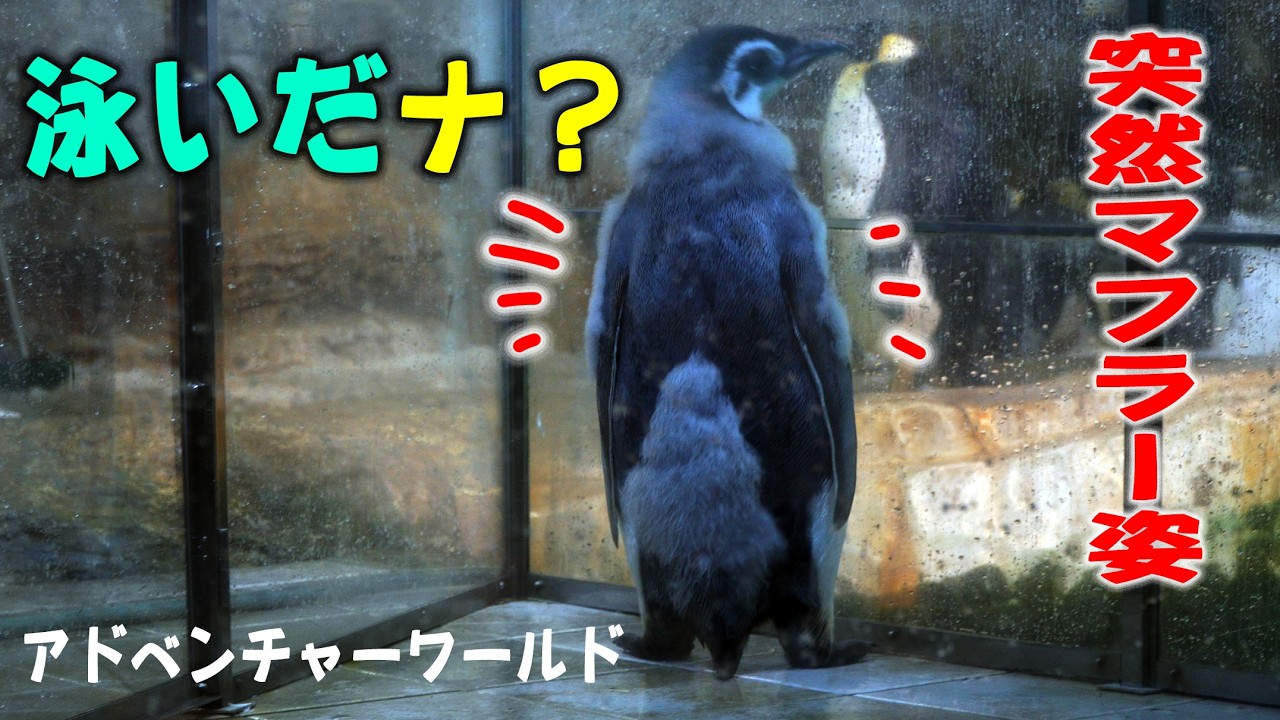 【わずか１８時間で背中真っ黒！】エンペラーペンギンのデッカイ赤ちゃんがとうとう背中つながる