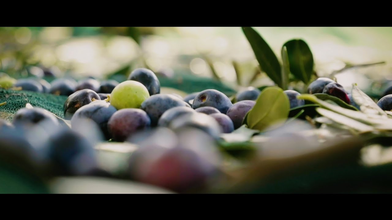 Corto Olive Oil | THE PURSUIT OF FRESHNESS | Brand Film