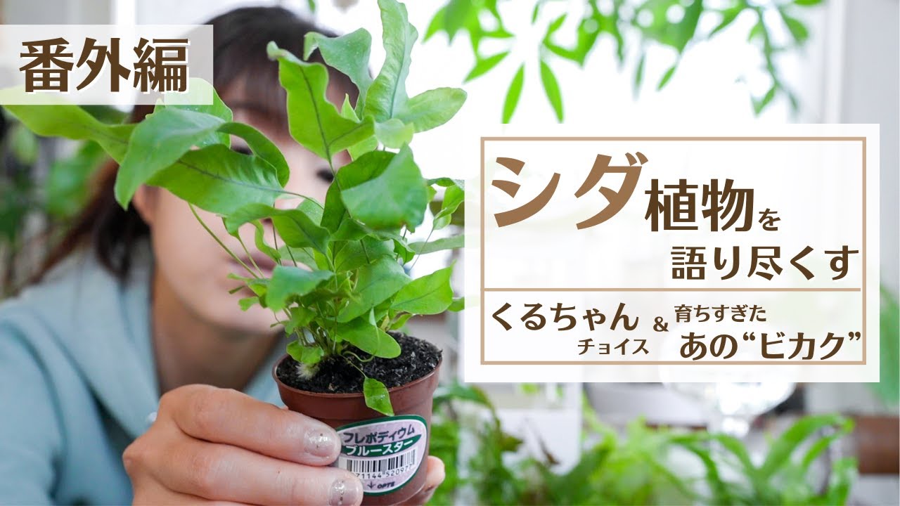 【シダ植物が好きすぎる】癒やされ度200％！シダの魅力を語ってみた