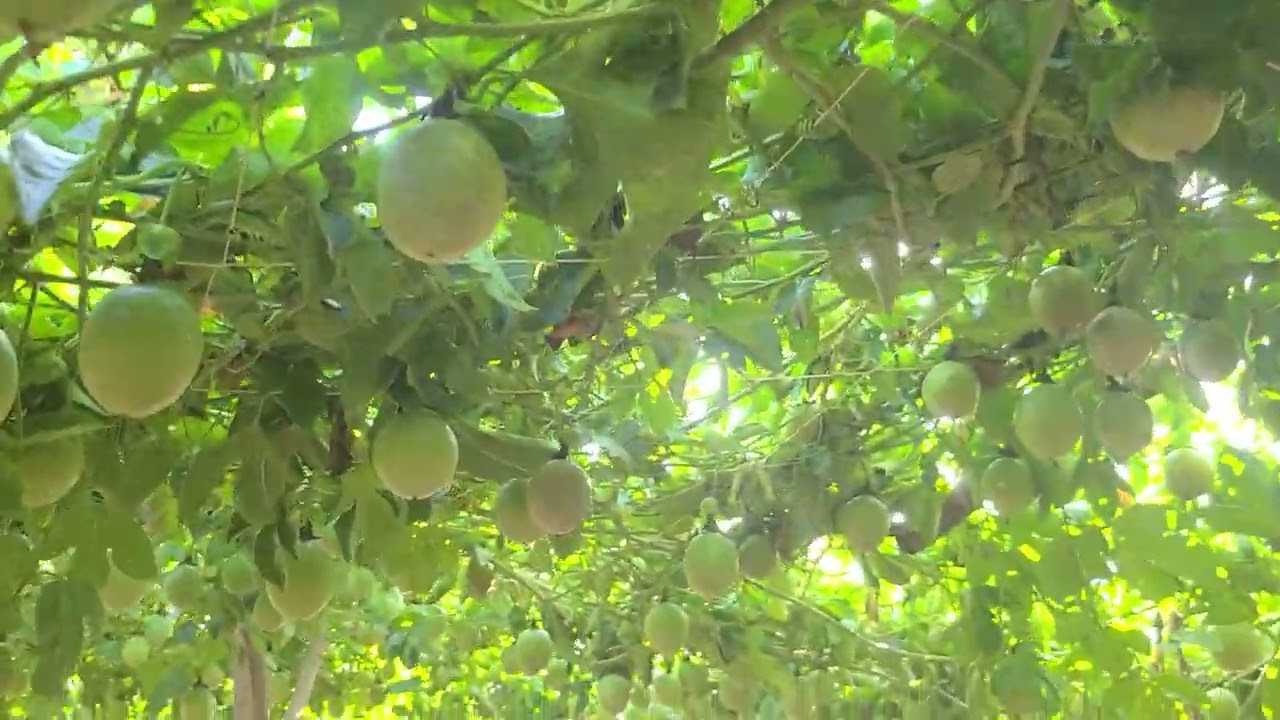 Passion fruit farming in Uganda 🇺🇬, wire vs ekitandalo last part.