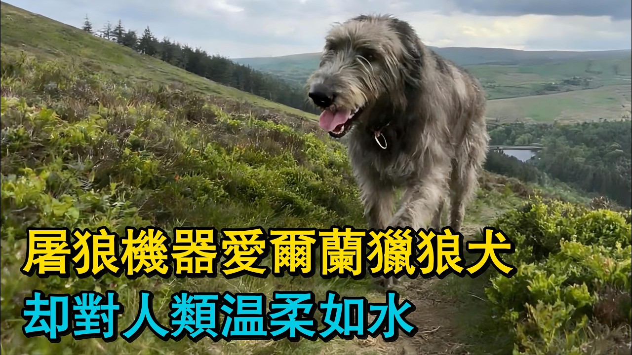 屠狼機器愛爾蘭獵狼犬，卻對人類溫柔如水！在草叢裏頂級獵犬的修養，獵狗追捕偷吃糧食的野豬！冰冷海灣也攔不住的這匹狼！流浪坎高犬後續：狗狗很焦慮，它一直在等待它的主人！荒野遊牧，未知挑戰即將開啟！