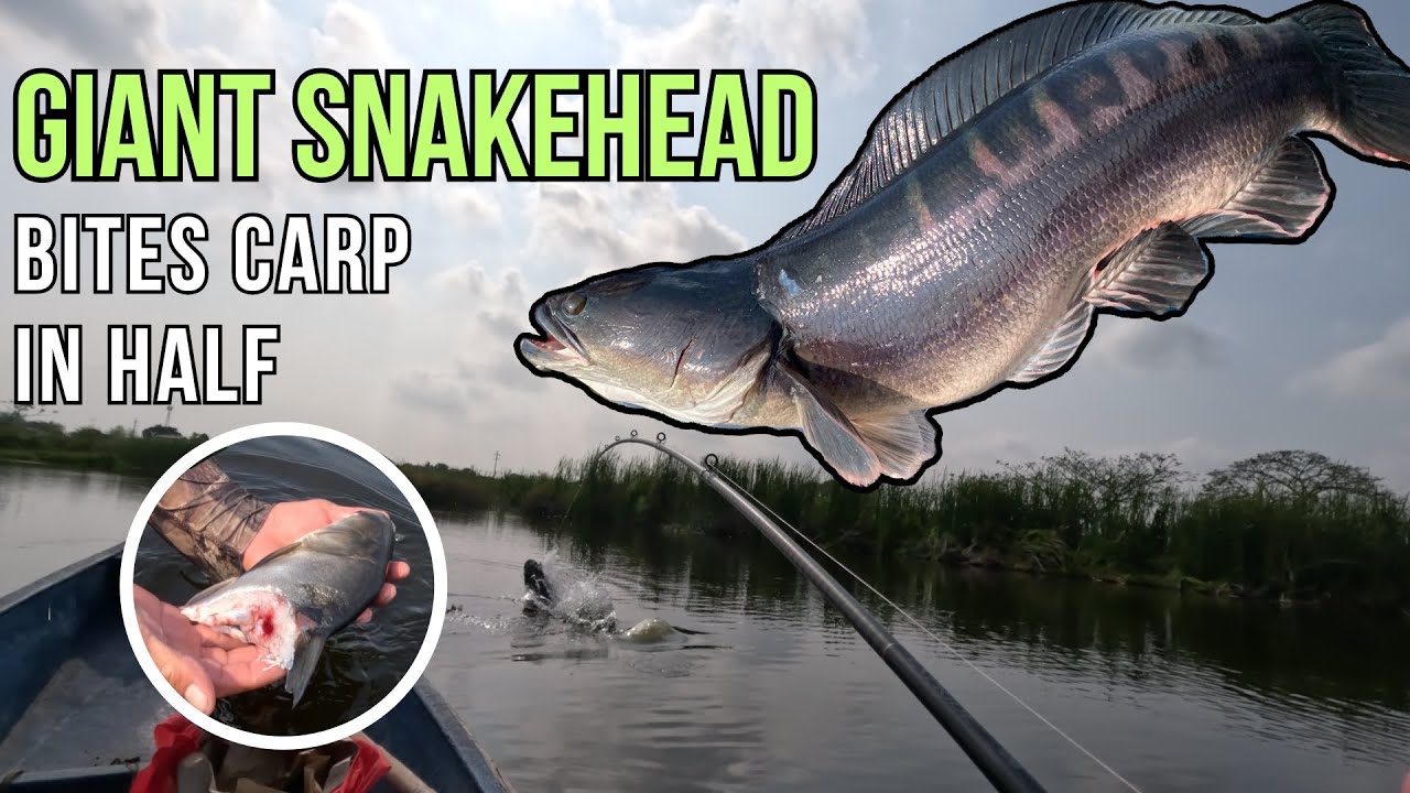 BIG Giant Snakehead and Tarpon Hunt in Bulacan | Toman Fishing in the Philippines | Ep. 003