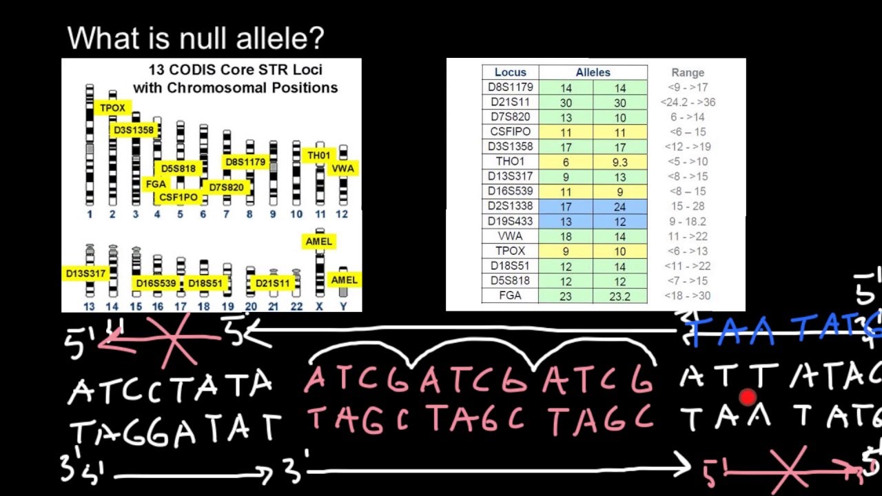 What is Null Allele?