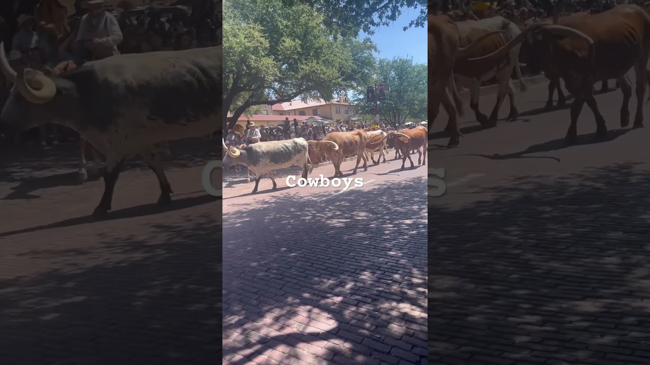 Cattle Drive at Fort Worth Stockyards! A Real Taste of the Old West