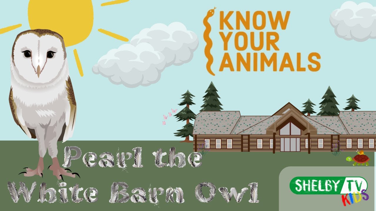 Animal Spotlight | Meet Pearl The White Barn Owl | Learn About Animals | Animal Facts For Kids