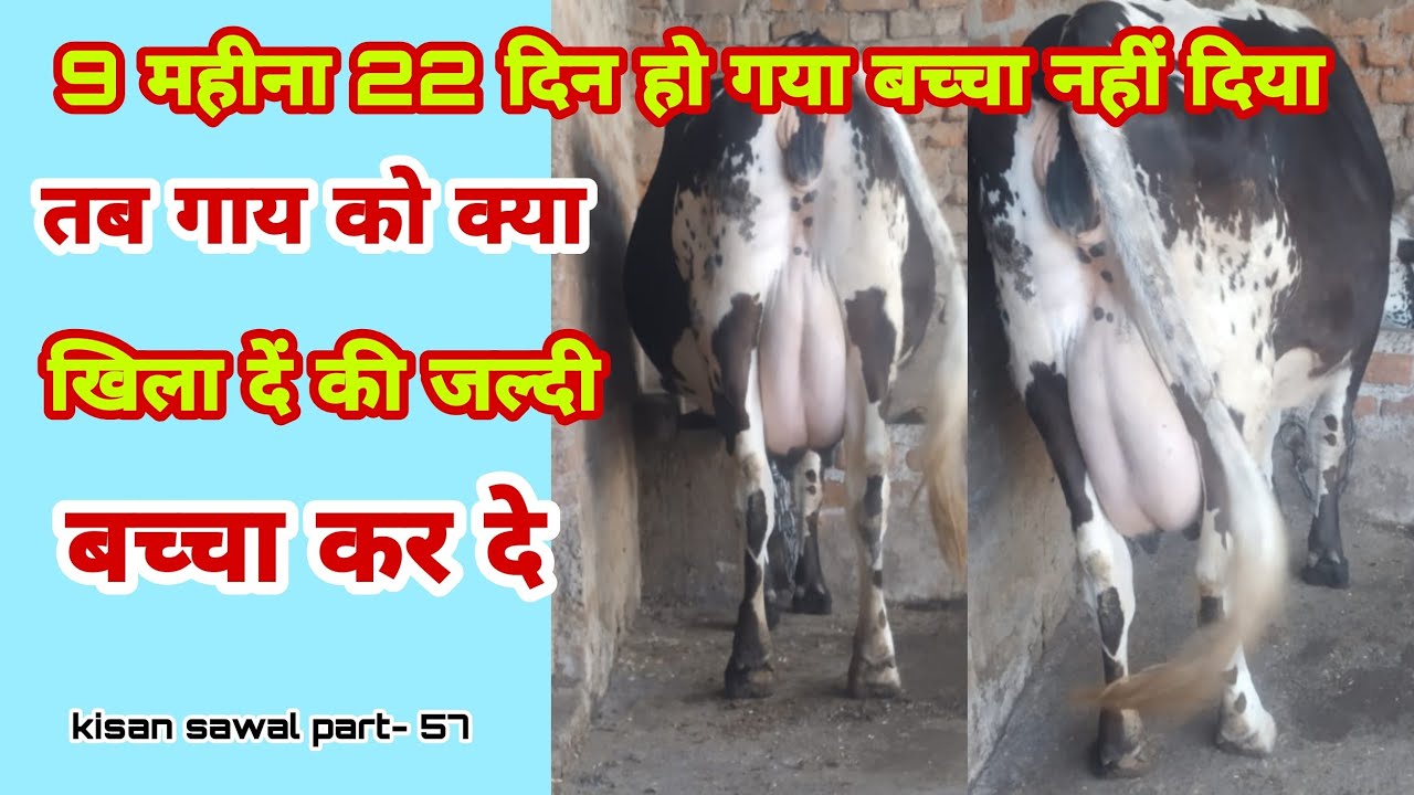 gaay ko 9 mahina 22 din bachcha nahi diya|नौ महीना बाइस दिन गाय नहीं दिया क्या खिलाये|KS Part- 57 ?