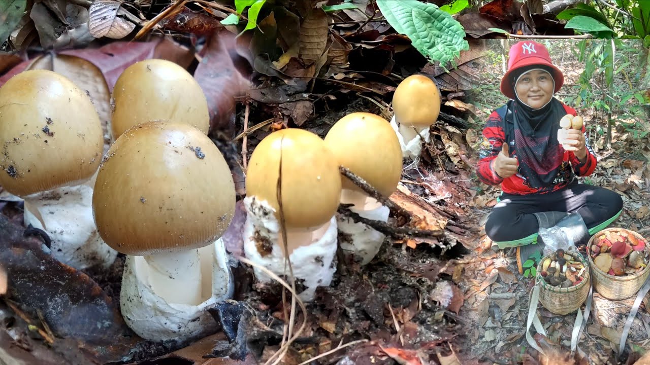 เห็ดระโงกขาวออกใหม่!!ดีใจสุดขีดเก็บเห็ดระโงกรอบแรกของปี เห็ดผึ้งข้าวดง เห็ดผึ้งรวมสองตะกร้าครับ